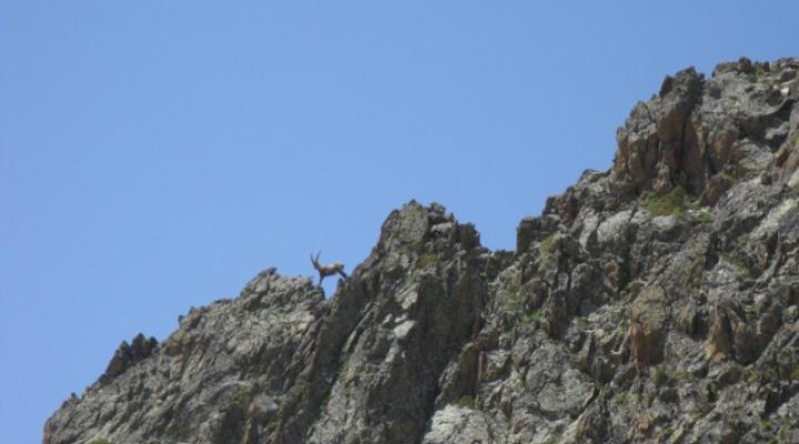 Un bouquetin agile