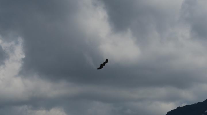 Vautour