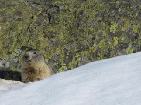 Ski de randonnée au printemps, les marmottes sont sorties.