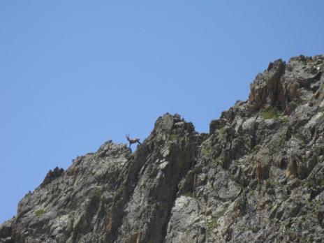 Un bouquetin agile