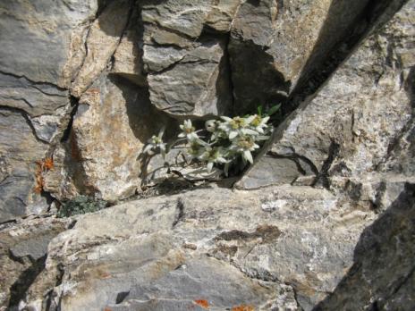 Edelweiss sur l'arête