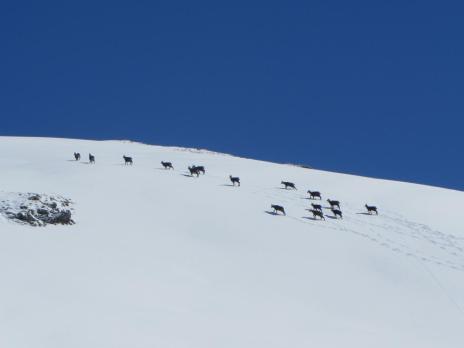 Ski de randonnée en haute Tarentaise. Horde de chamois