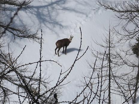 Randonnée à ski Ubayette