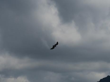 Vautour
