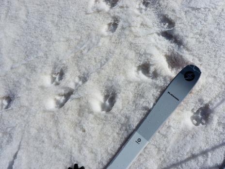 Traces de loups toutes fraiches et de bien grande taille.  à 100m du camp...