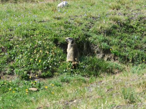 Mamotte