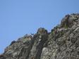 Un bouquetin agile