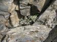 Edelweiss sur l'arête