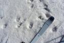 Traces de loups toutes fraiches et de bien grande taille.  à 100m du camp...