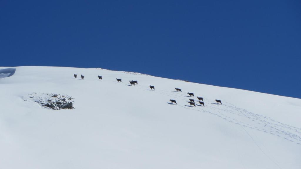 Ski de randonnée en haute Tarentaise. Horde de chamois