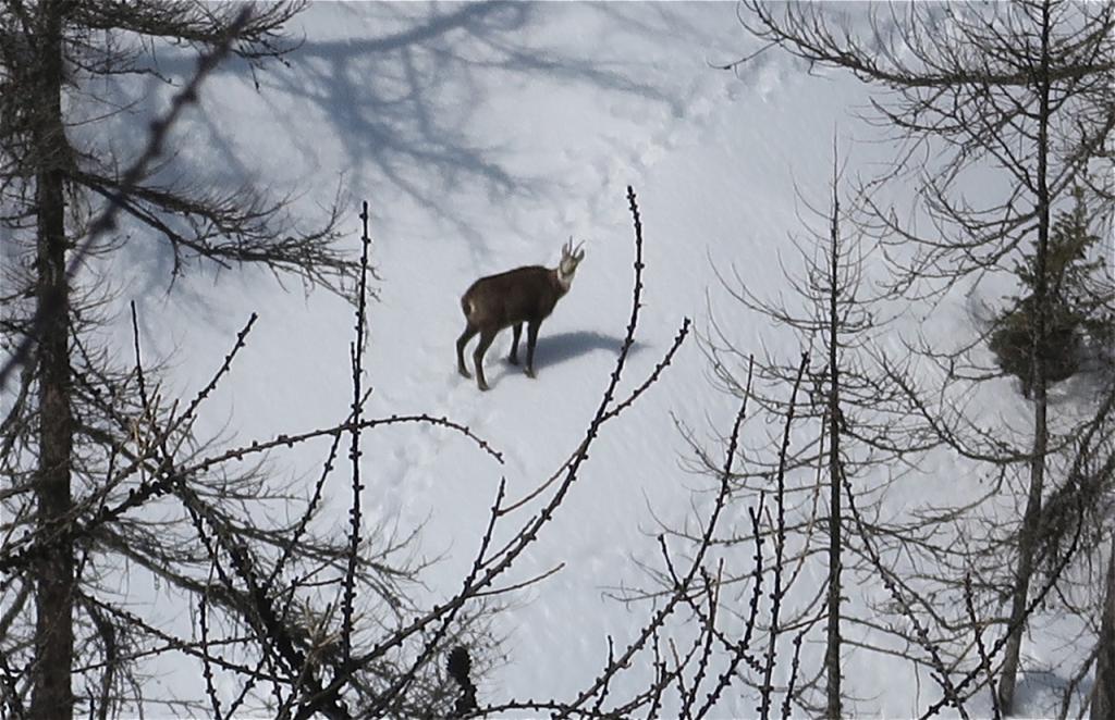 Randonnée à ski Ubayette