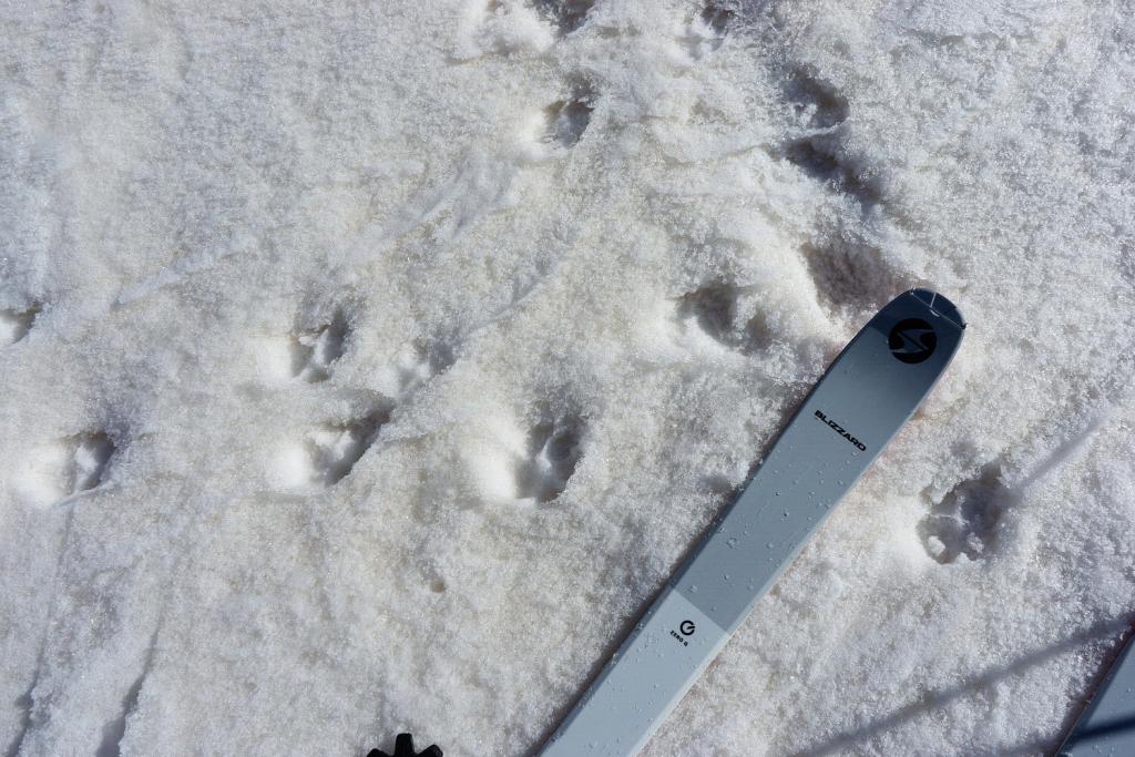Traces de loups toutes fraiches et de bien grande taille.  à 100m du camp...