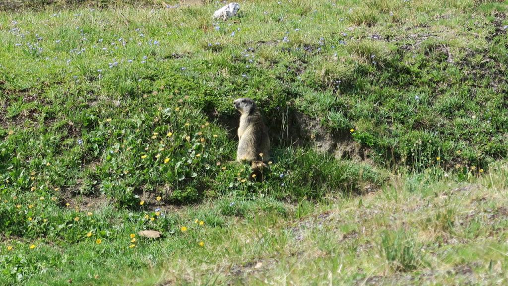 Mamotte
